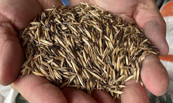 Agricultura de Xavantina distribui sementes de aveia preta aos produtores rurais