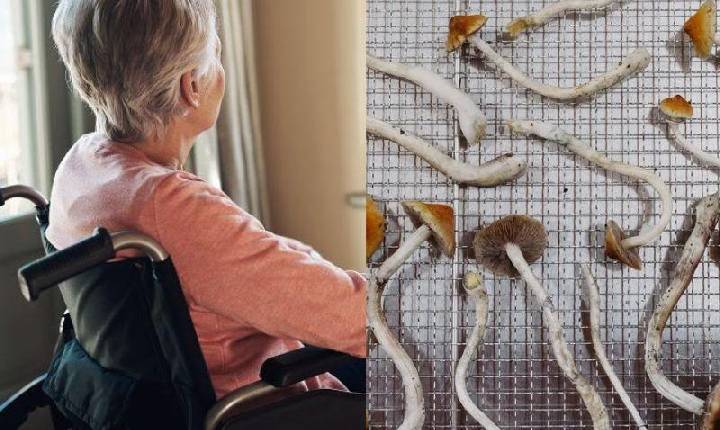 Alzheimer: caso de idosa que melhorou após dose experimental de psilocibina é estudado pela ciência