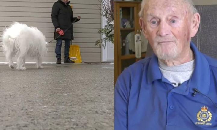 Cachorra ouve gritos de socorro e salva vizinho idoso: ele caiu em casa e não conseguia se levantar