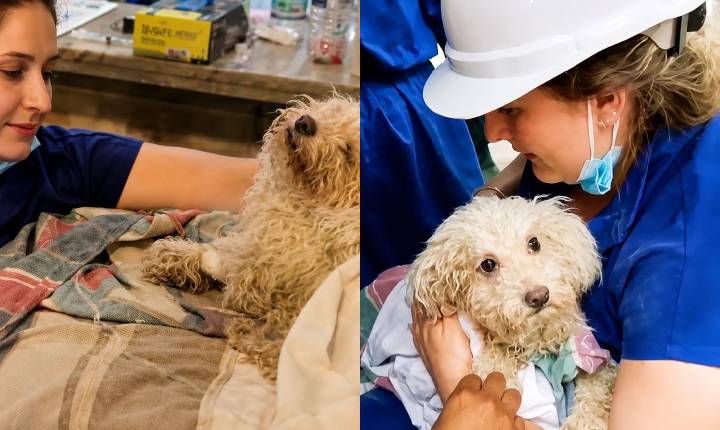 Cachorro é resgatado vivo após 8 dias preso sob escombros do terremoto na Venezuela