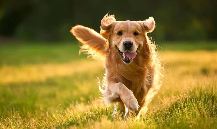 Cachorros e humanos: uma convivência que existe há muito mais tempo do que imaginávamos