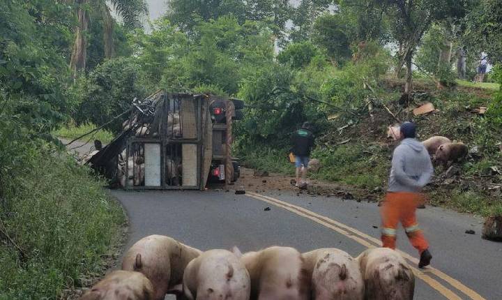 Caminhão carregado de suínos tomba no acesso a Xavantina
