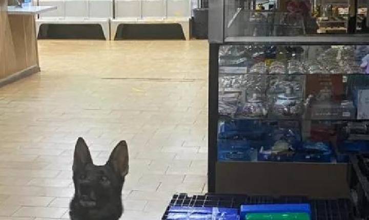 Cão farejador localiza 20kg de maconha em mala na rodoviária de Xanxerê