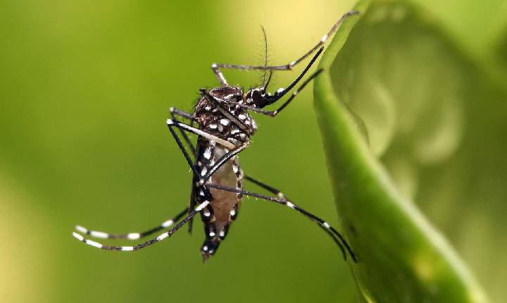 Casos de dengue aumentam em Seara