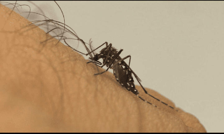 Chapecó registra quase 200 casos positivos de mosquito Aedes Aegypti