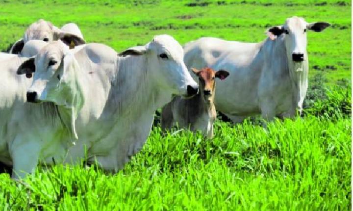 Coreia do Sul fará avaliação cuidadosa na produção de bovinos e suínos do Brasil