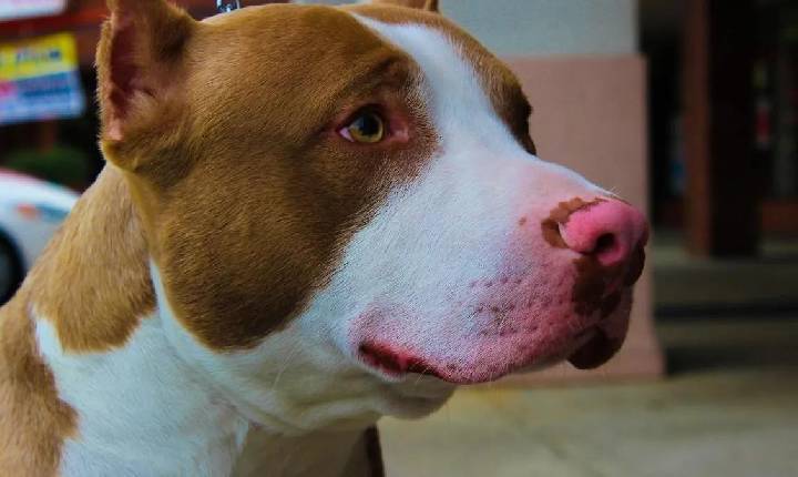 Criança fica gravemente ferida após ataque de pitbull e tutor acaba preso em Xaxim