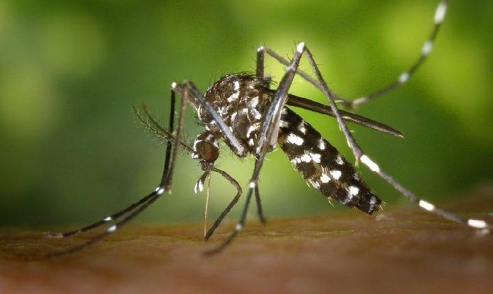 Dengue em SC: Cinco óbitos e aumento de mais de 600% nos casos