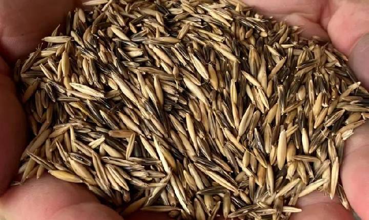 Distribuição de sementes de aveia está disponível para produtores rurais de Xavantina