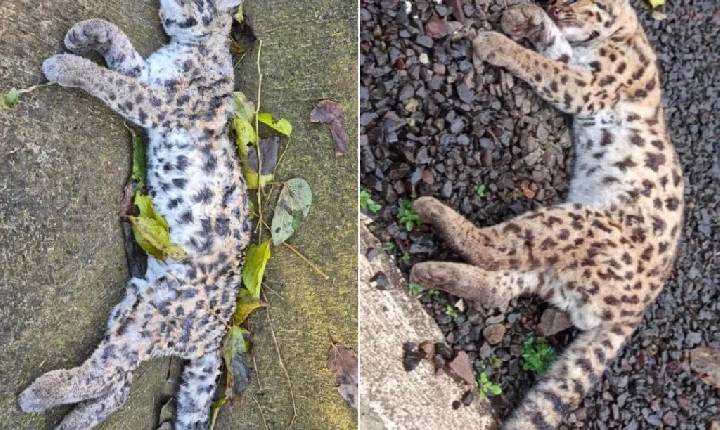 Dois gatos-maracajá são encontrados mortos no Centro de Xavantina