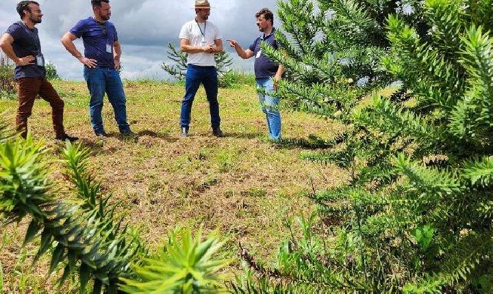 Epagri desenvolve araucárias enxertadas para a produção de pinhão precoce