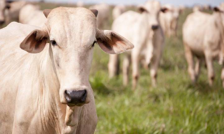 Estados Unidos não vai suspender importações de carne bovina; baixa umidade gera preocupação no Sul