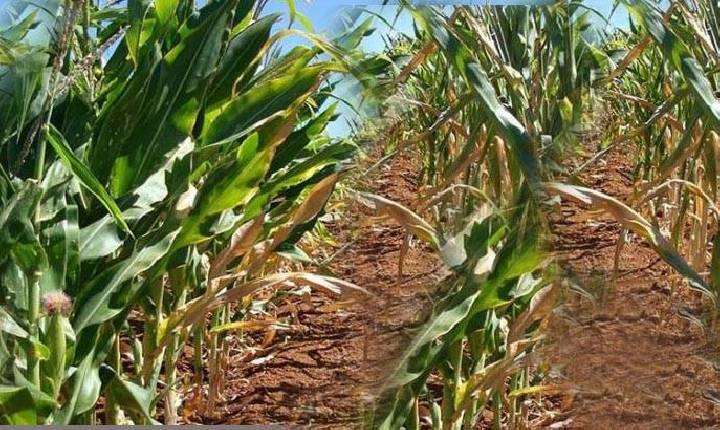 Gado solto em plantação de milho causa prejuízo de mais de R$ 30 mil em propriedade de Ipumirim