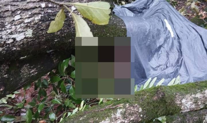 Homem morre ao ser atingido por árvore durante temporal em Palmitos