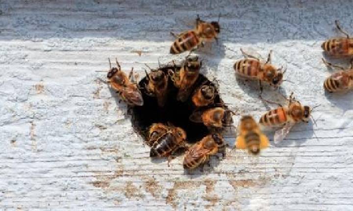 Homem sofre choque anafilático após picada de abelha no Centro de Capinzal