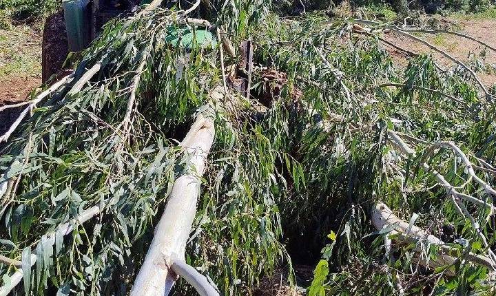 Idoso morre atingido por árvore no interior de Irani