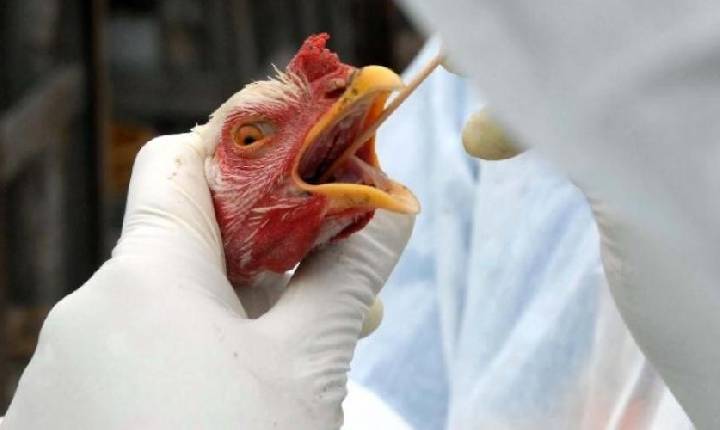 Influenza aviária: medidas de prevenção são intensificadas em período de migração de aves