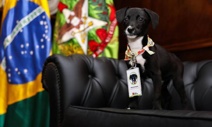 Mais de R$ 17 milhões são destinados para castração de cães e gatos em 273 cidades de SC
