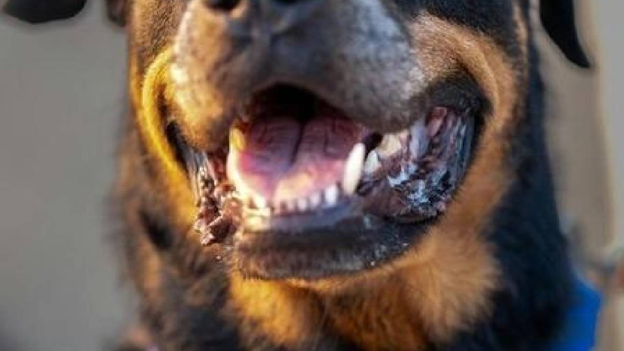 Menino de 4 anos morre após ataque de rottweiler em Chapecó