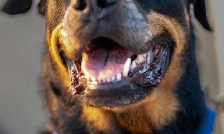 Menino de 4 anos morre após ataque de rottweiler em Chapecó