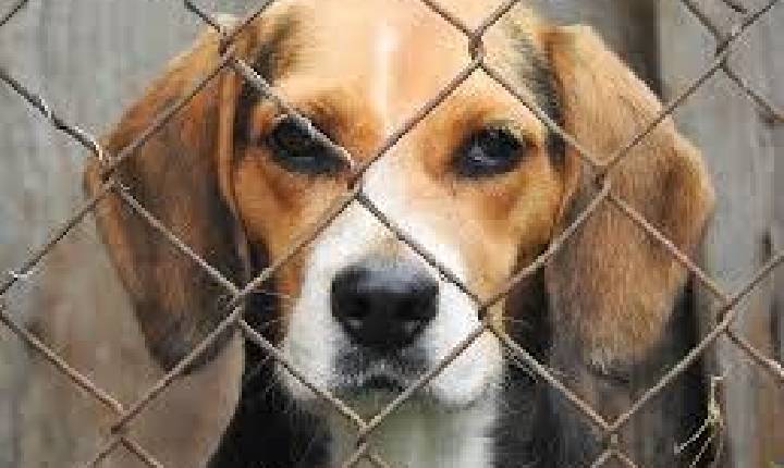 Morador é preso após denúncia de maus-tratos contra cães em Faxinal dos Guedes