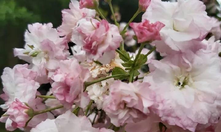 Nova floração das cerejeiras no Museu Fritz Plaumann