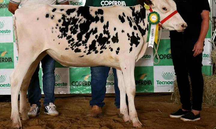 Novilha searaense fatura premiação no Tecnoeste 2026