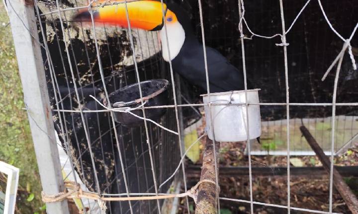 Operação contra o tráfico de animais cumpre 11 mandados de busca e apreensão em SC