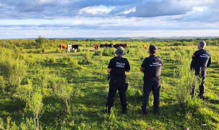 Operação de combate ao contrabando de gado cumpre mandados no RS e Oeste de SC
