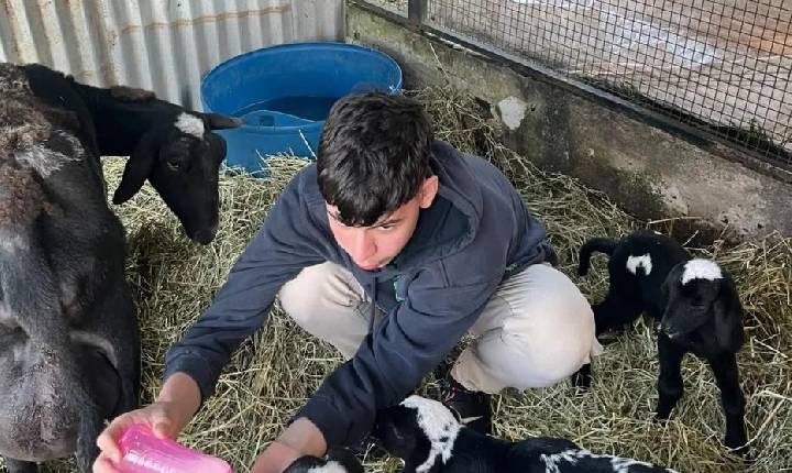 Ovelha dá à luz três cordeiros e surpreende família em Arvoredo
