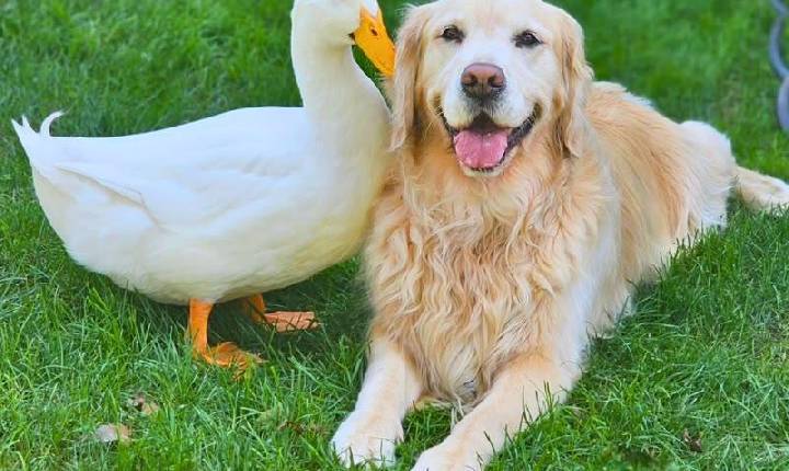 Pato vira melhor amigo de golden com epilepsia e devolve alegria à cachorra; vídeo