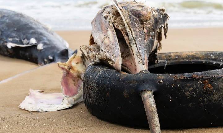 Peixe é encontrado morto com pneu preso no bico em praia de SC