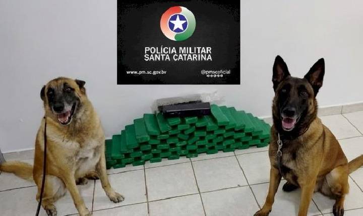 PM apreende mais de 30 kg de maconha em ônibus abordado em Chapecó