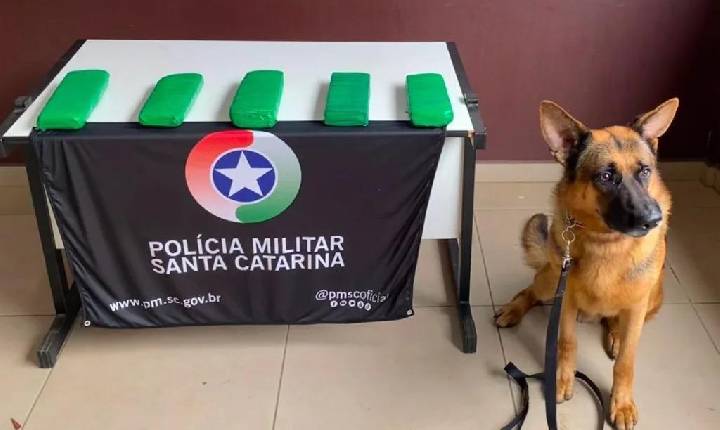 PM localiza maconha escondida dentro de veículo em Chapecó
