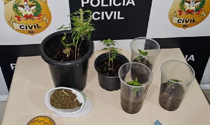 Polícia apreende vasos com cultivo de maconha em Xanxerê
