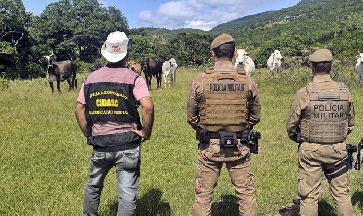 Polícia Militar intensifica o combate à Farra do Boi na Operação Quaresma