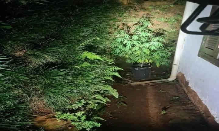 Polícia Militar localiza pé de maconha no pátio de residência no centro de Concórdia