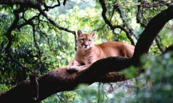 Puma é flagrado atravessando rio no interior de Passos Maia
