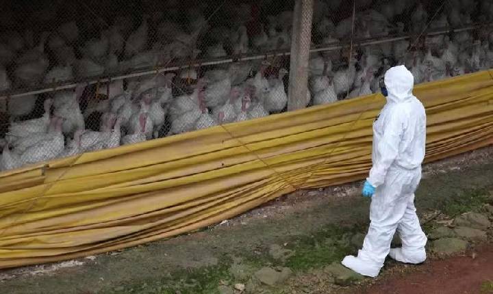 Santa Catarina confirma segundo foco de doença de Newcastle em granja de perus