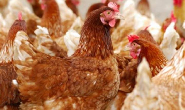 Santa Catarina tem novos casos de Gripe Aviária em aves silvestres