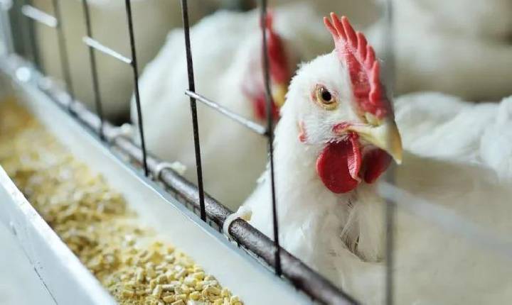 secretário da Agricultura confirma investigação de caso suspeito de gripe aviária em Ipumirim