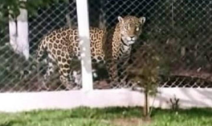 Suposta aparição de onça-pintada em Chapecó é investigada pela Polícia Militar Ambiental