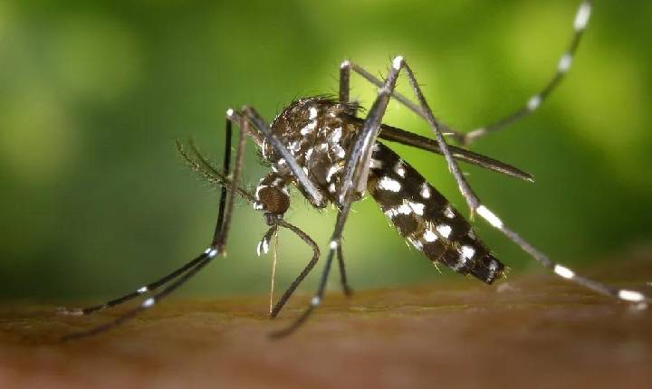 Xanxerê confirma 4º óbito por Chikungunya