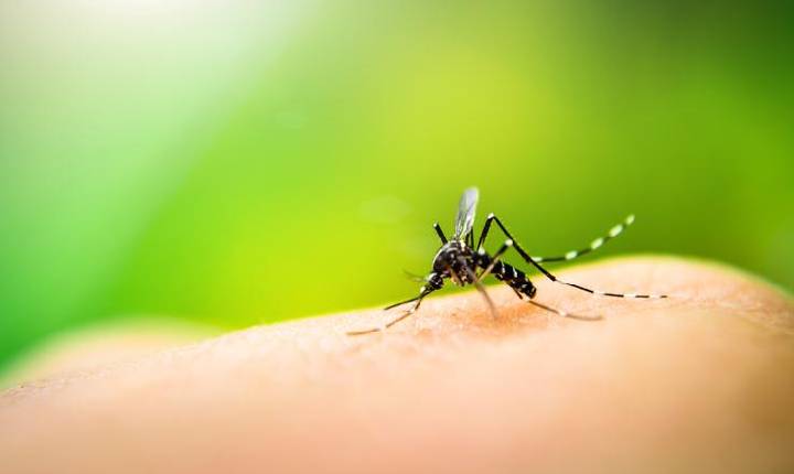 Xavantina alcança o nível de epidemia de dengue
