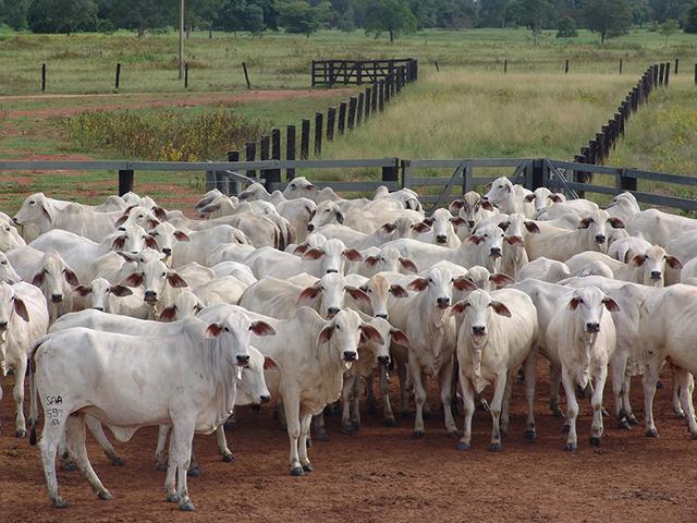 Sem China, exportações de carne bovina do Brasil caem 43% em outubro