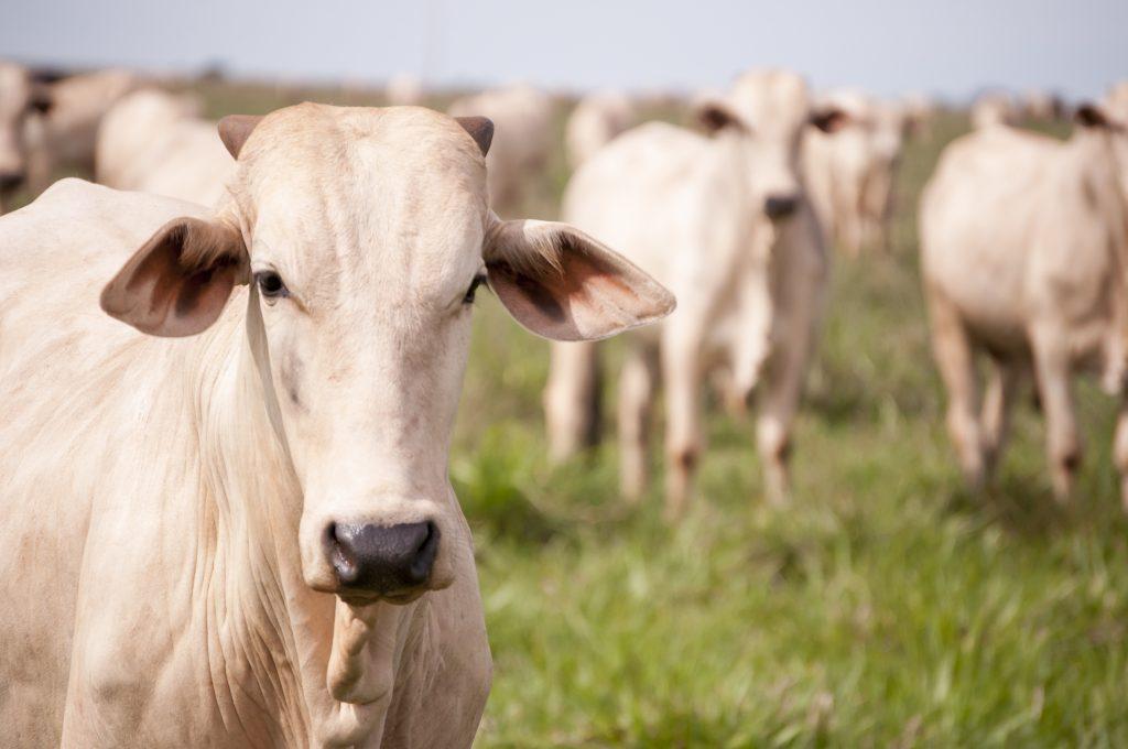 Estados Unidos não vai suspender importações de carne bovina; baixa umidade gera preocupação no Sul