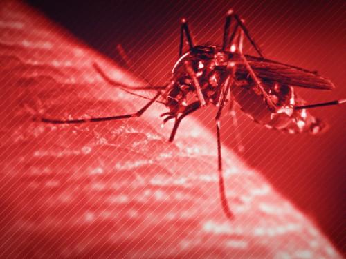 Estado confirma a primeira morte em decorrência da Dengue no Município de Irani