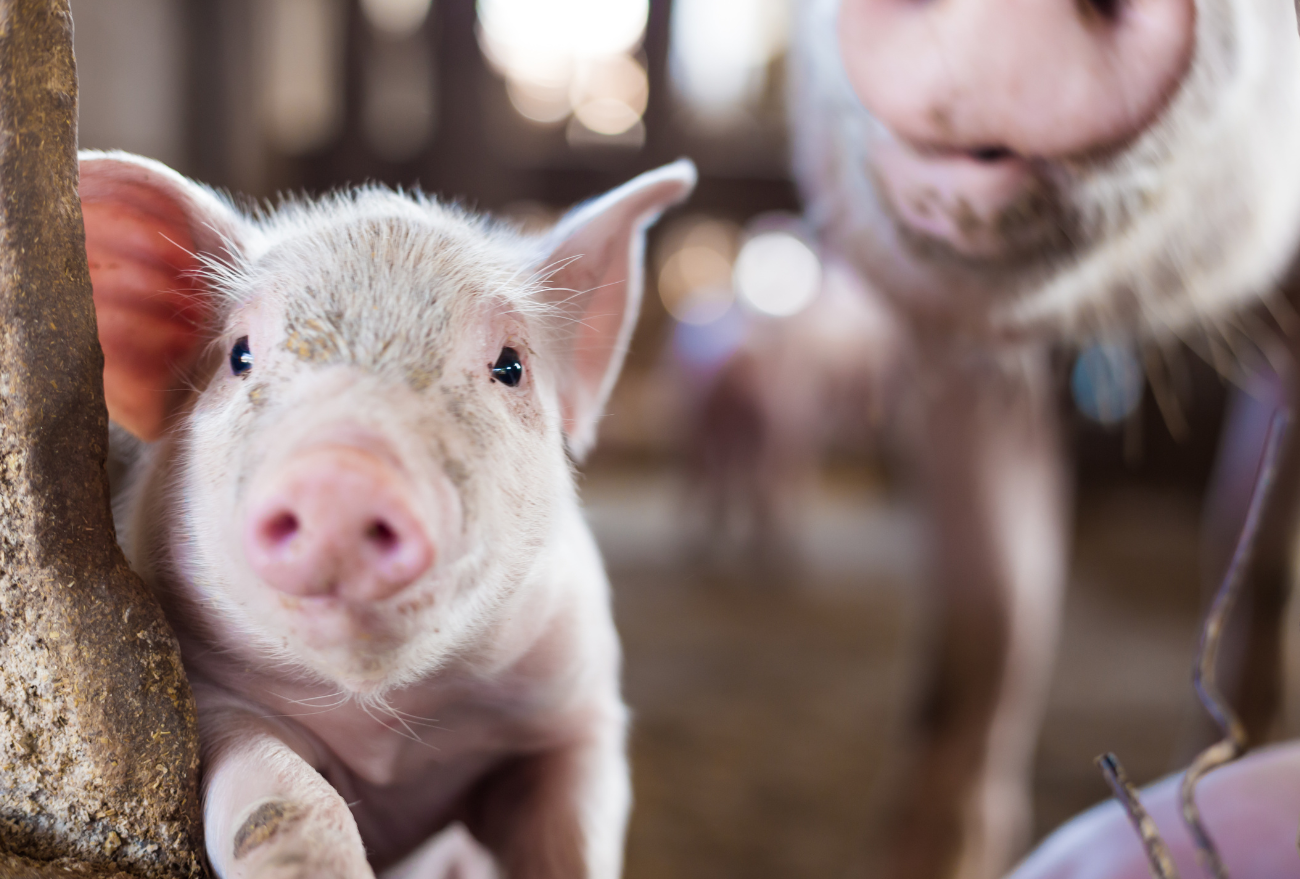 Frigoríficos do Oeste de SC são autorizados a exportar carne suína ao Canadá