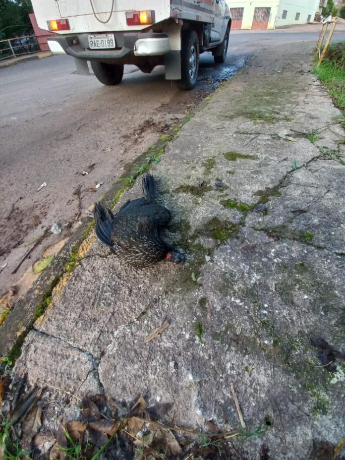 Jacu deixa quase seis mil unidades consumidoras sem energia elétrica em Concórdia