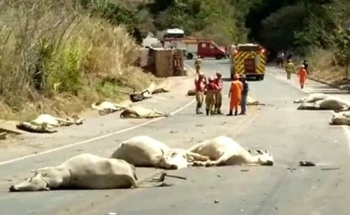 Após atropelar boiada carreta tomba em rodovia